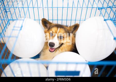 Chien Tricolore Corgi âgé de 1 an dans une cage bleue avec ballons blancs à l'intérieur Banque D'Images