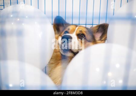 Chien Tricolore Corgi âgé de 1 an dans une cage bleue avec ballons blancs à l'intérieur Banque D'Images