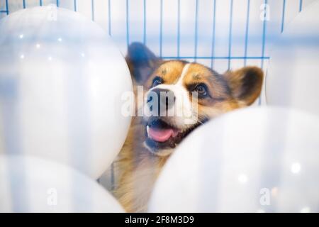 Chien Tricolore Corgi âgé de 1 an dans une cage bleue avec ballons blancs à l'intérieur Banque D'Images