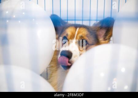 Chien Tricolore Corgi âgé de 1 an dans une cage bleue avec ballons blancs à l'intérieur Banque D'Images