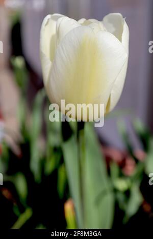 Tulipa «Purissima» Fosteriana 13 Purissima tulipe - fleurs crème, flamme jaune pâle, avril, Angleterre, Royaume-Uni Banque D'Images