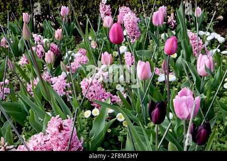 Tulipa ‘Pink impression’ hybride Darwin 4 Pink impression tulipe - fleurs roses profondes, larges bords roses pâle, avril, Angleterre, Royaume-Uni Banque D'Images