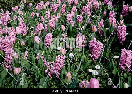 Tulipa 'Pink Diamond' unique fin 5 Rose Diamond tulipe - fleurs rose pâle, couleur rose foncé, avril, Angleterre, Royaume-Uni Banque D'Images