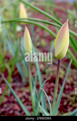 Tulipa linifolia (groupe batalinii) 'Honky Tonk' espèce tulipe 15 tulipe Honky Tonk – petit tulipe jaune marbré rouge, avril, Angleterre, Royaume-Uni Banque D'Images