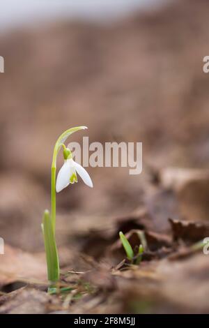 Galanthus nivalis ou une goutte de neige commune - gros plan de blanc en fleurs fleurir au début du printemps dans la forêt Banque D'Images