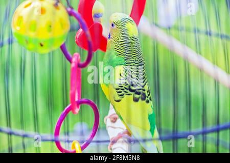 Joli petit copains jaune et vert dans la cage pour la maison heureux la vie Banque D'Images