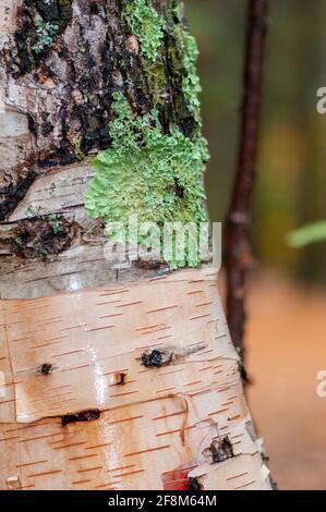 Common Greenshield Lichen, Flavoparemelia caperata, sur un arbre à feuilles caduques en Nouvelle-Angleterre, Etats-Unis. Banque D'Images