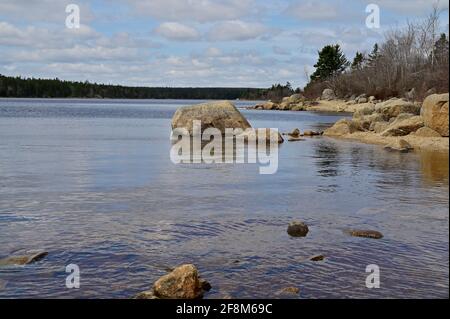 Forêt lac rivage. Forêt du début du printemps. Banque D'Images