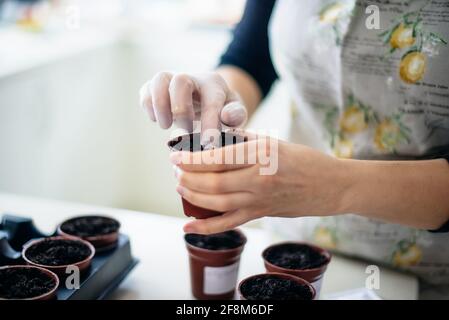 Aucune femme de visage plantant des graines dans de petits pots à la cuisine maison. Préparation pour la nouvelle saison de jardin de cuisine. Semis de graines. Mise au point sélective, espace de copie. Banque D'Images