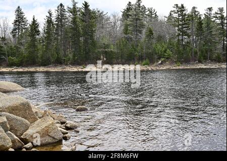 Forêt lac rivage. Forêt du début du printemps. Banque D'Images