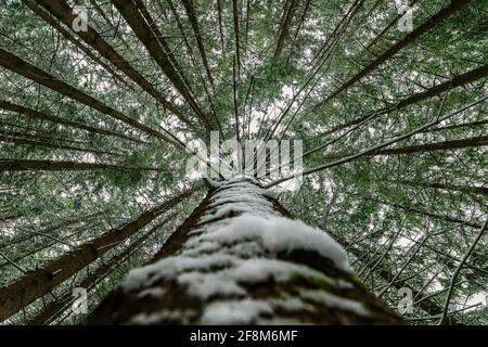 Vue imprenable sur les arbres enneigés symbole d'un concept de hauteur Banque D'Images