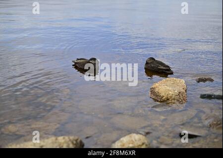 Femelle canard glissant sur le lac. Nénuphars en arrière-plan. Banque D'Images