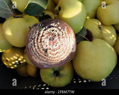 Coing pourri faire des dommages sur les fruits, Monilia laxa (Monilinia laxa) infestation, maladie des plantes Banque D'Images