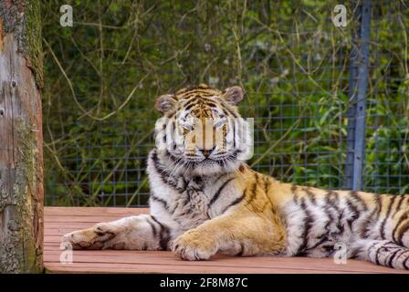 Sumatran Tiger au South Lakes Safari Zoo, anciennement South Lakes Wild Animal Park. En 2013, un tigre mauvait un employé du zoo Banque D'Images