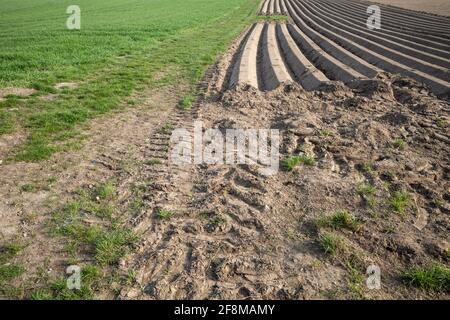 Rangée de terreau, préparation du sol pour le champ agricole pour cultiver la plante. Banque D'Images