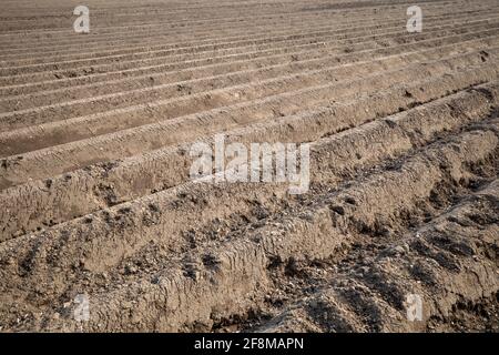 Rangée de terreau, préparation du sol pour le champ agricole pour cultiver la plante. Banque D'Images