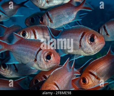 Poisson-soldat de Blackbar (Myripristis jacobus) Sur le récif au large de l'île hollandaise des Caraïbes de Sint Maarten Banque D'Images