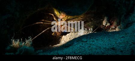 Crabe flèche jaune (Stenorhynchus seticornis) Sur le récif au large de l'île hollandaise des Caraïbes de Sint Maarten Banque D'Images