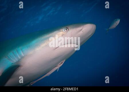 Requin de récif des Caraïbes (Carcharhinus perezi) Au large de l'île des Caraïbes de St Martin Banque D'Images