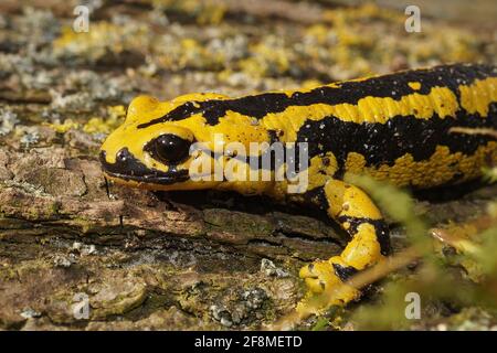 Salamandra bernardezi de couleur jaune vif sur la surface en bois Banque D'Images