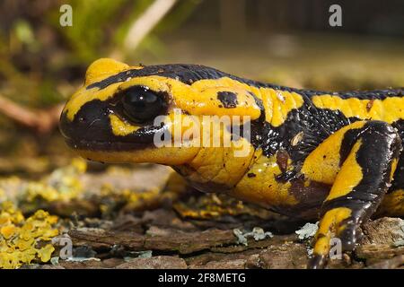 Salamandre jaune vif Tendi (Salamandra bernardezi) ramper au sol Banque D'Images