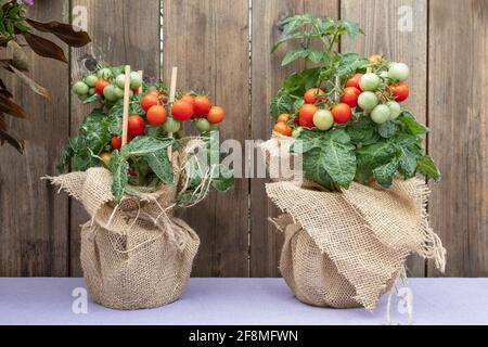 Tomates cerises mûres poussant dans UN pot sur une table Banque D'Images