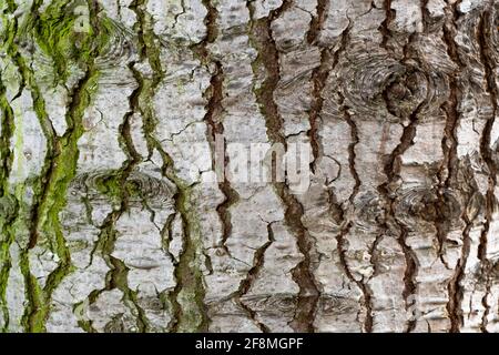 Ancienne texture de l'écorce d'épinette avec mousse verte Banque D'Images
