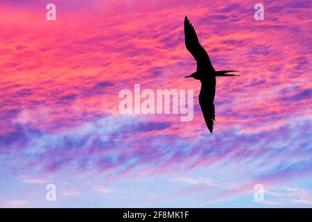 Un oiseau unique est en vol avec des ailes étalées silhouetté contre Un ciel éclatant et coloré au coucher du soleil Banque D'Images