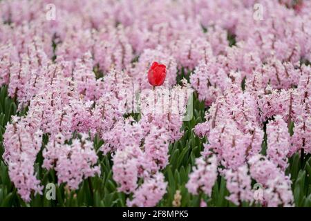 Bruxelles, Belgique. 14 avril 2021. Les fleurs sont vues au Floralia Bruxelles, ou à la 18e édition de l'exposition internationale des fleurs, au château du Grand Bigard près de Bruxelles, Belgique, le 14 avril 2021. L'exposition durera jusqu'au 2 mai. Le parc de 14 hectares présente plus d'un million de fleurs, avec près de 400 variétés de tulipes. Les hyacinthes et les jonquilles sont également bien représentés. Credit: Zheng Huansong/Xinhua/Alay Live News Banque D'Images