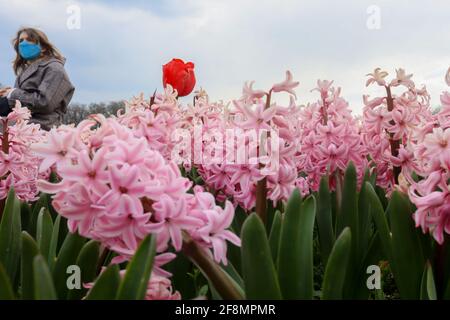 Bruxelles, Belgique. 14 avril 2021. Les fleurs sont vues au Floralia Bruxelles, ou à la 18e édition de l'exposition internationale des fleurs, au château du Grand Bigard près de Bruxelles, Belgique, le 14 avril 2021. L'exposition durera jusqu'au 2 mai. Le parc de 14 hectares présente plus d'un million de fleurs, avec près de 400 variétés de tulipes. Les hyacinthes et les jonquilles sont également bien représentés. Credit: Zheng Huansong/Xinhua/Alay Live News Banque D'Images