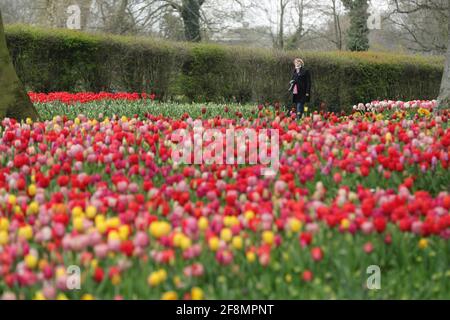 Bruxelles, Belgique. 14 avril 2021. Une femme visite le Floralia Bruxelles, ou la 18e édition de l'exposition internationale des fleurs, au château du Grand Bigard près de Bruxelles, Belgique, le 14 avril 2021. L'exposition durera jusqu'au 2 mai. Le parc de 14 hectares présente plus d'un million de fleurs, avec près de 400 variétés de tulipes. Les hyacinthes et les jonquilles sont également bien représentés. Credit: Zheng Huansong/Xinhua/Alay Live News Banque D'Images
