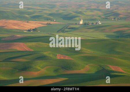 Champs de blé au printemps de Steptee Butte, la Palouse, Washington Banque D'Images