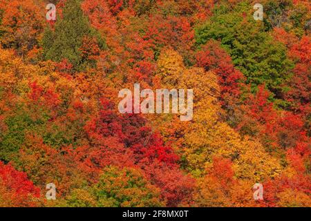 Couleurs d'automne sur une colline dans le canyon de Sardine, forêt nationale de Wasatch-cache, Utah Banque D'Images