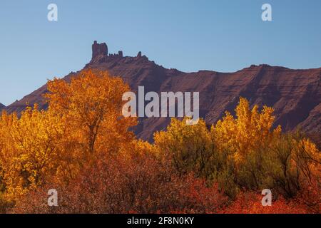 Les cotonwood de Fremont en automne, Castle Valley, Utah Banque D'Images