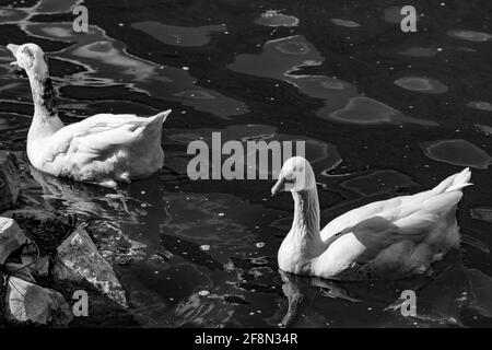 Prise de vue en niveaux de gris de deux adorables oies blanches nageant dans des vagues eau Banque D'Images