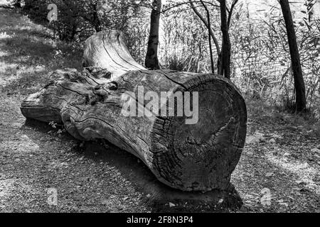 Photo en niveaux de gris d'un tronc d'arbre déchu dans le parc Banque D'Images