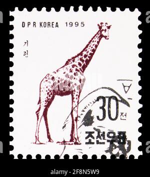 MOSCOU, RUSSIE - 4 OCTOBRE 2019 : timbre-poste imprimé en Corée montre Giraffe (Giraffa camelopardalis), série de faune africaine, 30 North Korean chon, ci Banque D'Images