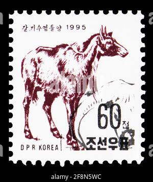 MOSCOU, RUSSIE - 4 OCTOBRE 2019: Timbre-poste imprimé en Corée montre Nilgai (Boselaphus tragocamelus), faune africaine, 60 North Korean chon, ci Banque D'Images