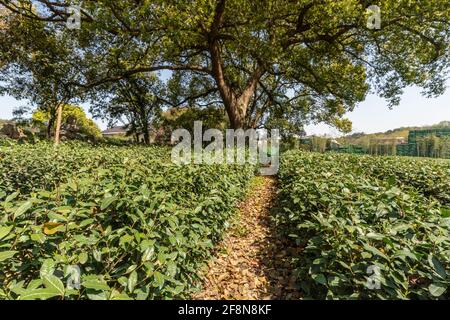 Hangzhou West Lake Longjing Tea Garden Banque D'Images