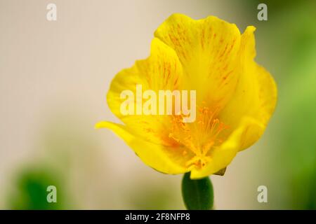 Potentilla fruticosa (Shrubby Cinquefoil) Banque D'Images