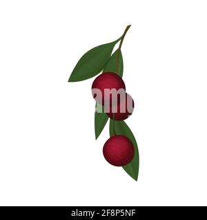 Prunes sur fond blanc. Fruits mûrs naturels et mûrs savoureux. Modèle d'illustration vectorielle pour le fond, l'emballage, le textile, la branche de carthe avec des feuilles Illustration de Vecteur