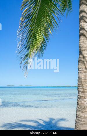 Palmier à Moorea, Polynésie française Banque D'Images