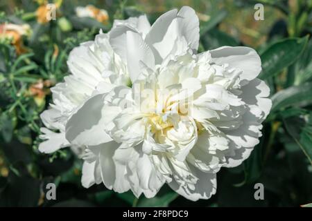 grandes fleurs de pivoines blanches en terre gros plan. Banque D'Images