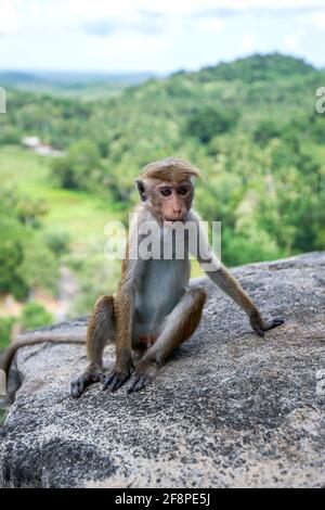 Un macaque (nom scientifique Macaca sinica) assis sur un affleurement en pierre à Mulkirigala, dans la province sud du Sri Lanka. Banque D'Images