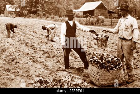 Transplantation de plants de tabac dans une plantation, Virginie, États-Unis, début des années 1900 Banque D'Images