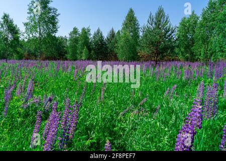 Un champ de lupins. Lupin violet et rose dans le pré. Banque D'Images