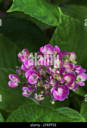 Hortensia rose en fleurs dans le jardin Banque D'Images