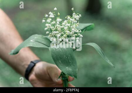 De beaux nénuphars blancs de la vallée dans la main de l'homme au printemps vert, jour ensoleillé de la forêt. Banque D'Images