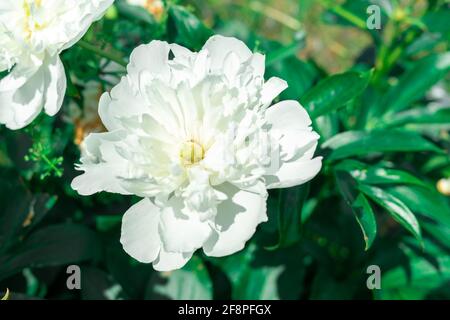 grandes fleurs de pivoines blanches en terre gros plan. Banque D'Images