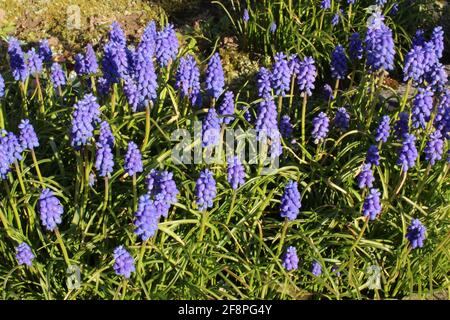 Fleur de Muscari, jacinthes de Muscari armeniacum. Magnifiques fleurs de printemps bleues dans un jardin Banque D'Images